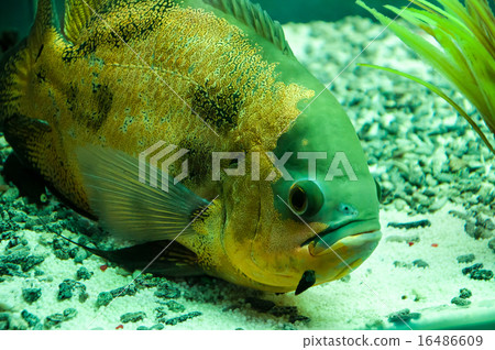 Astronotus ocellatus or Astronoutus Oscar 16486609