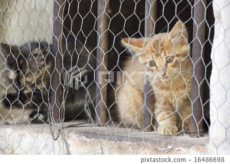 Newborn Baby cat while hiding 16486698