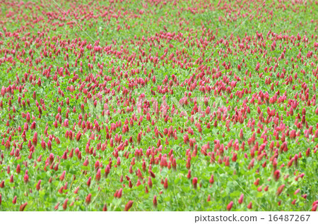 Strawberry candle Strawberry candle 16487267