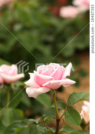 Pink rose Pink rose 16487383