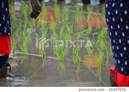 Mita festival 16487656