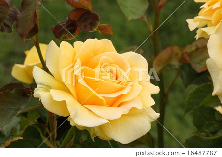 Yellow Rose Yellow Rose 16487787