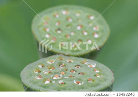很多蓮花 很多蓮花 16488246
