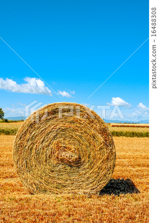 round straw bale in a crop field in Spain round straw bale in a crop field in Spain 16488308