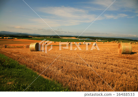 Ranch hay roll Ranch hay roll 16488533