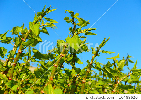 Polygonum Sachalinense growth Polygonum Sachalinense growth 16488626