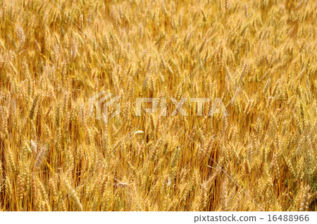 Wheat in summer 16488966