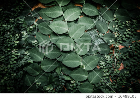 Ivy on wall in vintage color style Ivy on wall in vintage color style 16489103