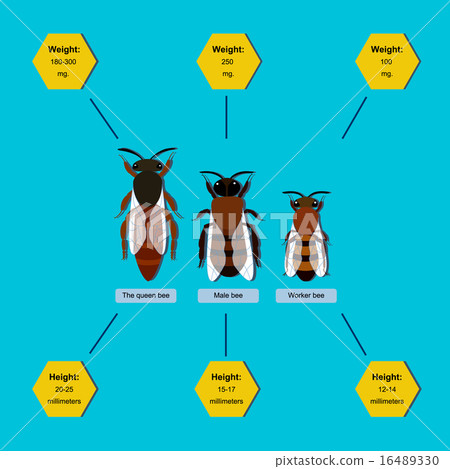informative poster on the composition of the bee -插圖素材 [16489330] - PIXTA圖庫
