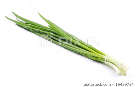 onion onion 16489784