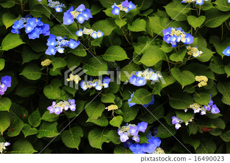 繡球花4099 16490023