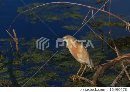 Squacco Heron (Ardeola ralloides) Squacco Heron (Ardeola ralloides) 16490078