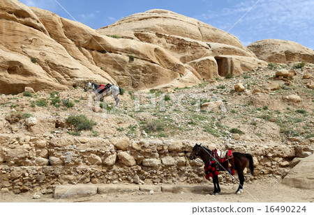 Bedouins horses in Petra, Jordan Bedouins horses in Petra, Jordan 16490224