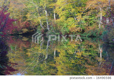 Kishiwaki Kamoike (Ameyama) 16490386