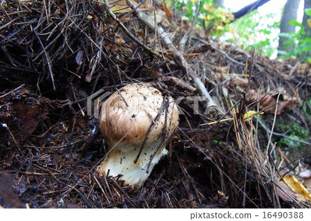 Matsutake mushrooms 16490388