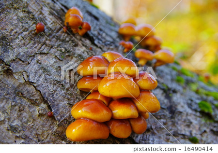 Natural quartz Natural quartz 16490414