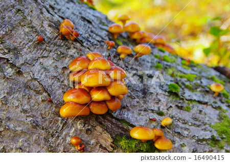 Natural quartz 16490415