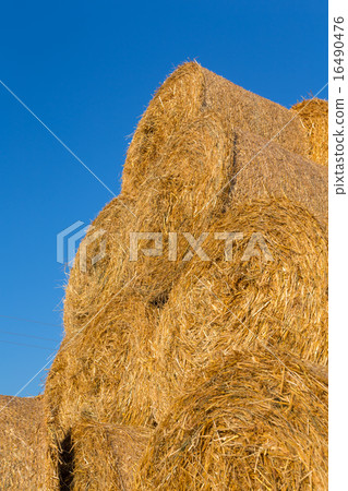 Piled hay bales on a field against blue sky Piled hay bales on a field against blue sky 16490476