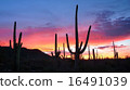 Saguaro Sunrise 16491039