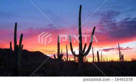 Saguaro Sunrise Saguaro Sunrise 16491039