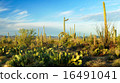 Saguaro National Park 16491041