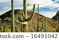 Saguaro National Park 16491042