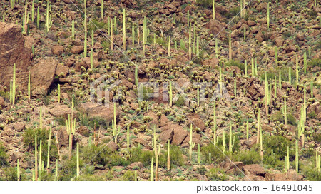 Desert Landscape Desert Landscape 16491045