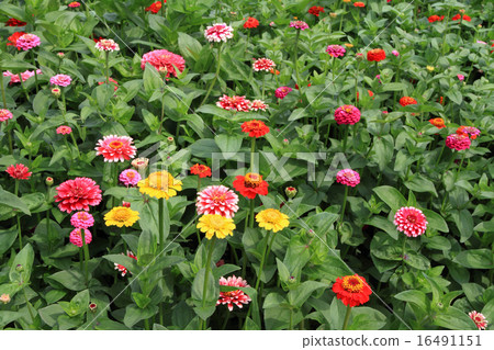Bearsgrass的花床 Bearsgrass的花床 16491151