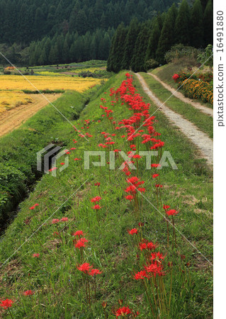 Terraced rice fields in autumn in Tochigi Prefecture 16491880