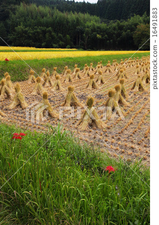 Rice paddy field in Tochigi prefecture in autumn Rice paddy field in Tochigi prefecture in autumn 16491883