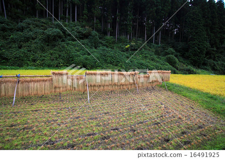 稻田在櫪木縣在秋天 16491925