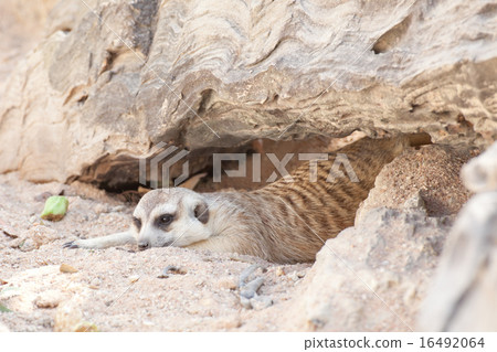Meerkat 16492064