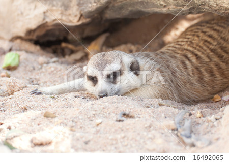 Meerkat Meerkat 16492065