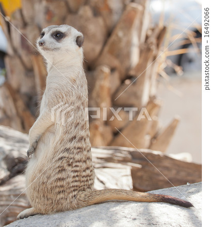 Meerkat Meerkat 16492066