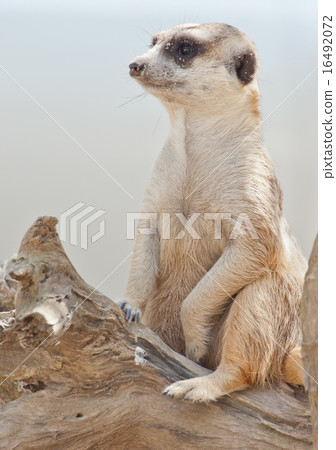 Meerkat 16492072