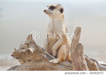 Meerkat 16492073