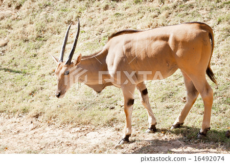 Eland Antilope 16492074