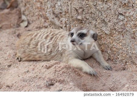 Meerkat 16492079