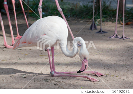 Bird flamingo 16492081