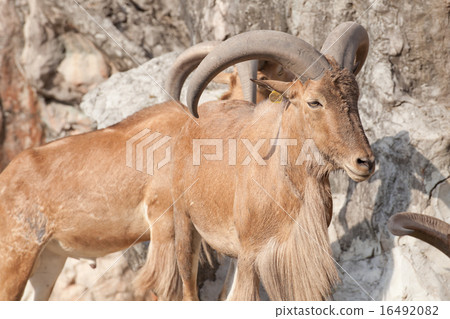 barbary sheep barbary sheep 16492082