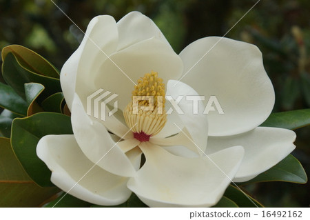 Taisanbok白花 16492162