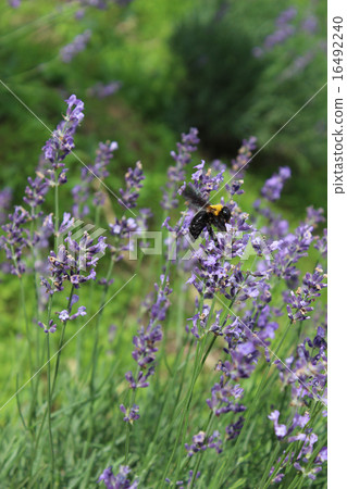 Lavender fields and bees / Iga city, Mie prefecture 16492240