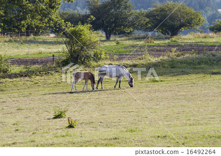 mare with colt 16492264