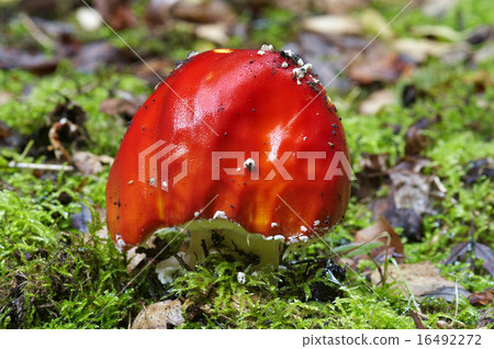 amanita muscaria amanita muscaria 16492272
