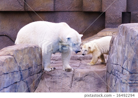 Polar bears Polar bears 16492294
