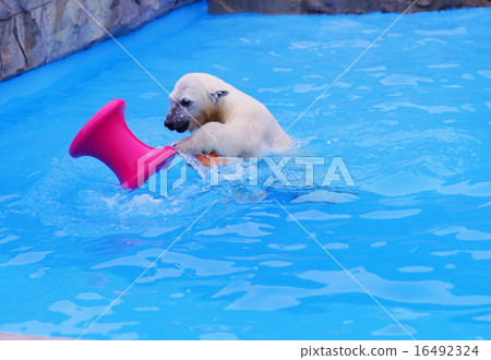Polar bears Polar bears 16492324