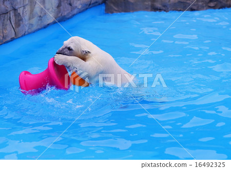 Polar bears 16492325