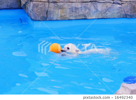Polar bears Polar bears 16492340