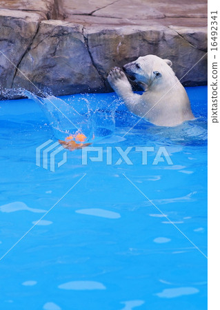 Polar bears Polar bears 16492341