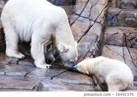 Polar bears Polar bears 16492376